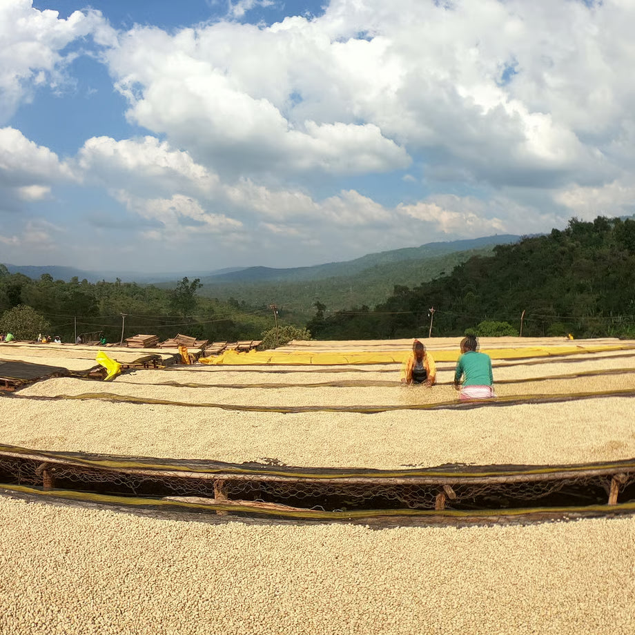 【TAOCA COFFEE】 コーヒー豆 2種類セット（1袋100gx2）